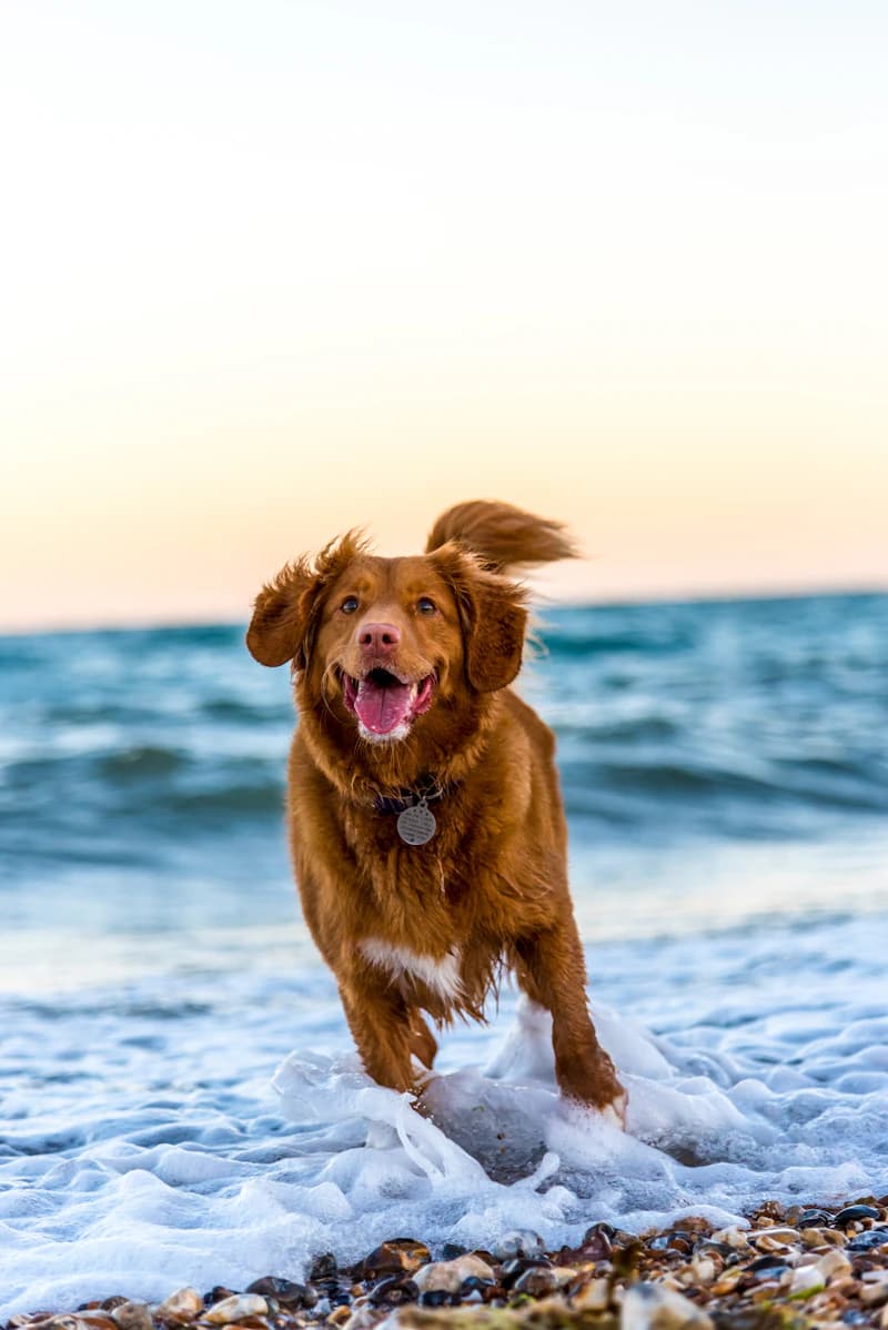 Travelling with a Dog: Everything You Need to Know