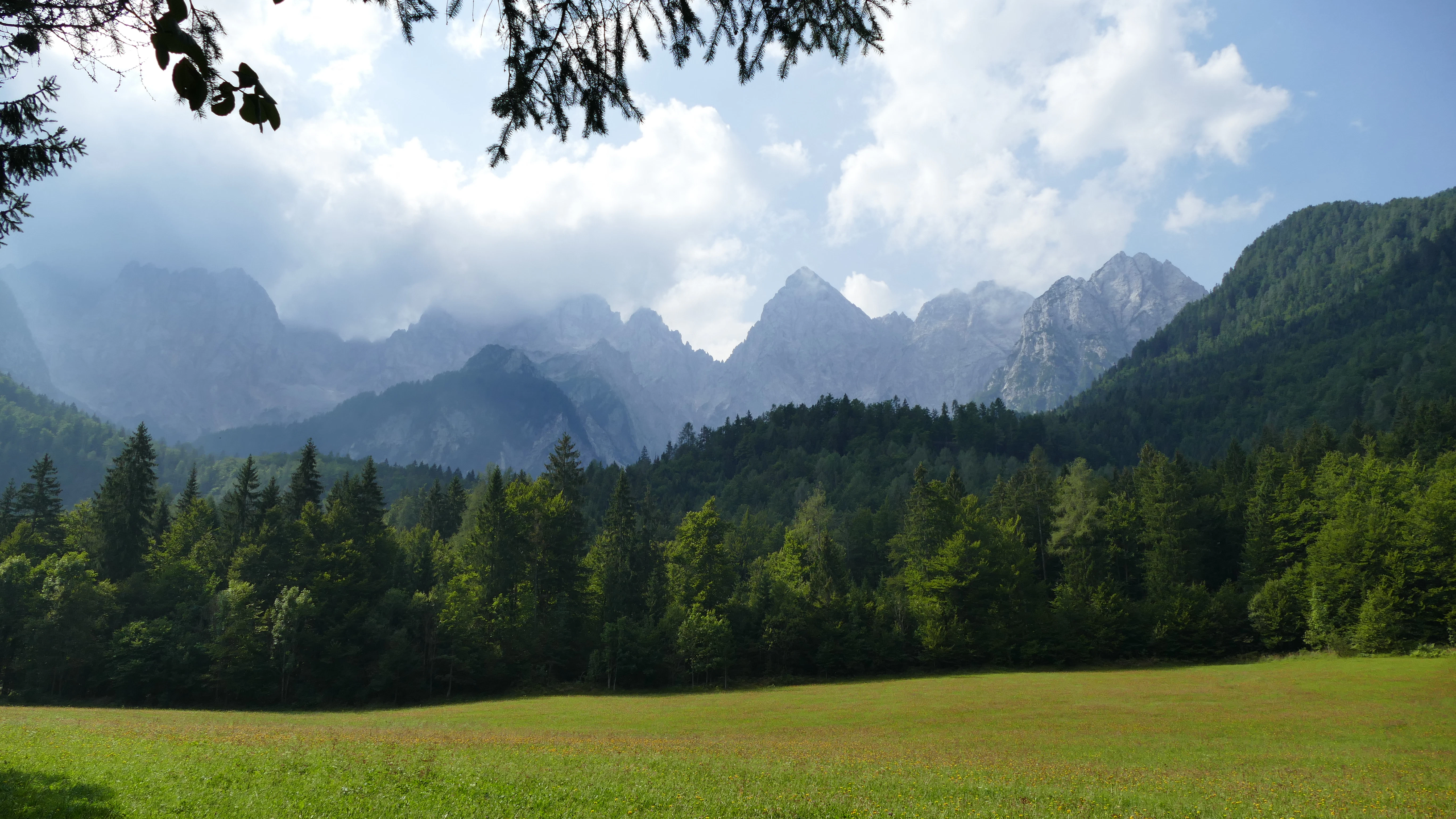 green pine trees and grass field scenery