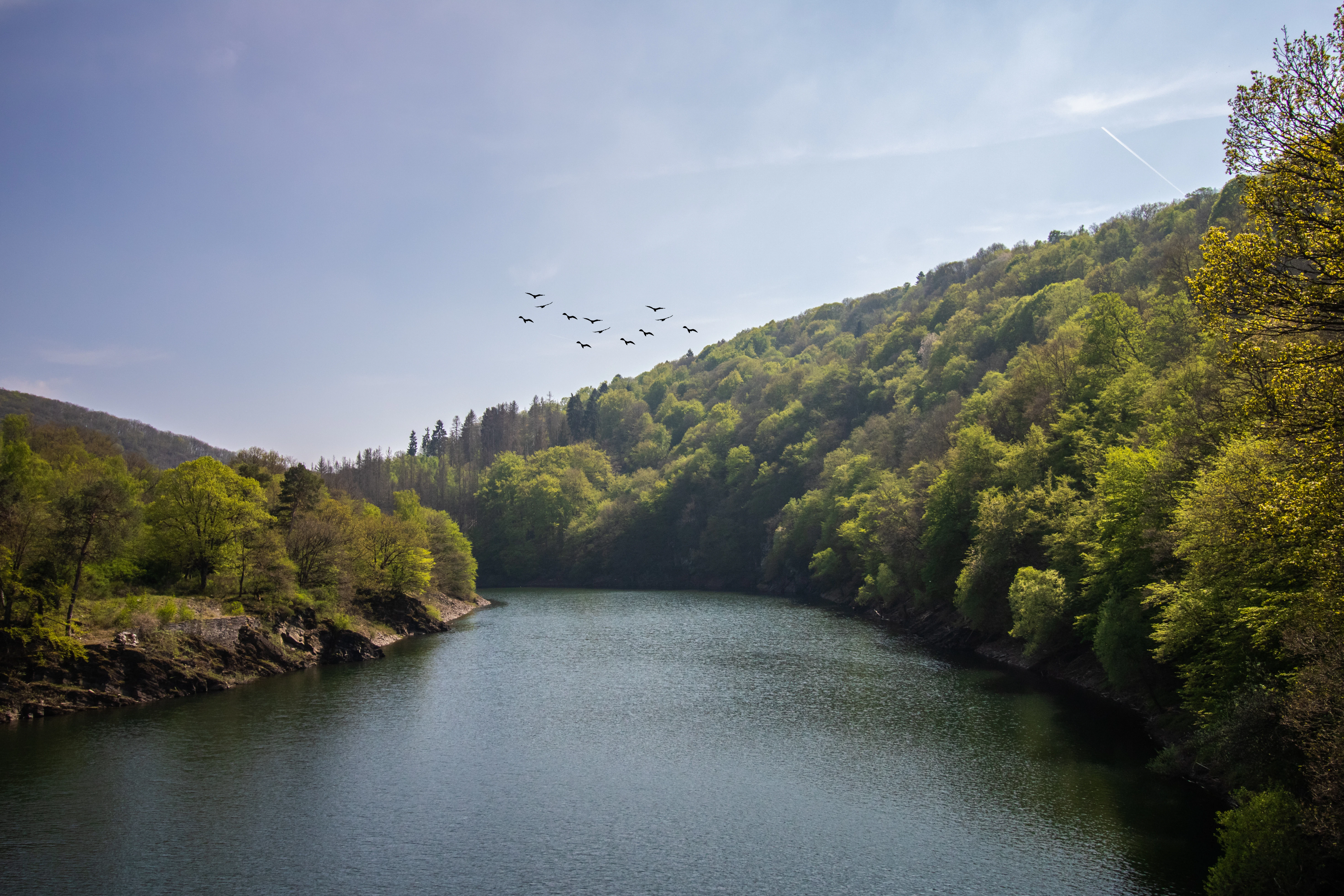 body of water between trees