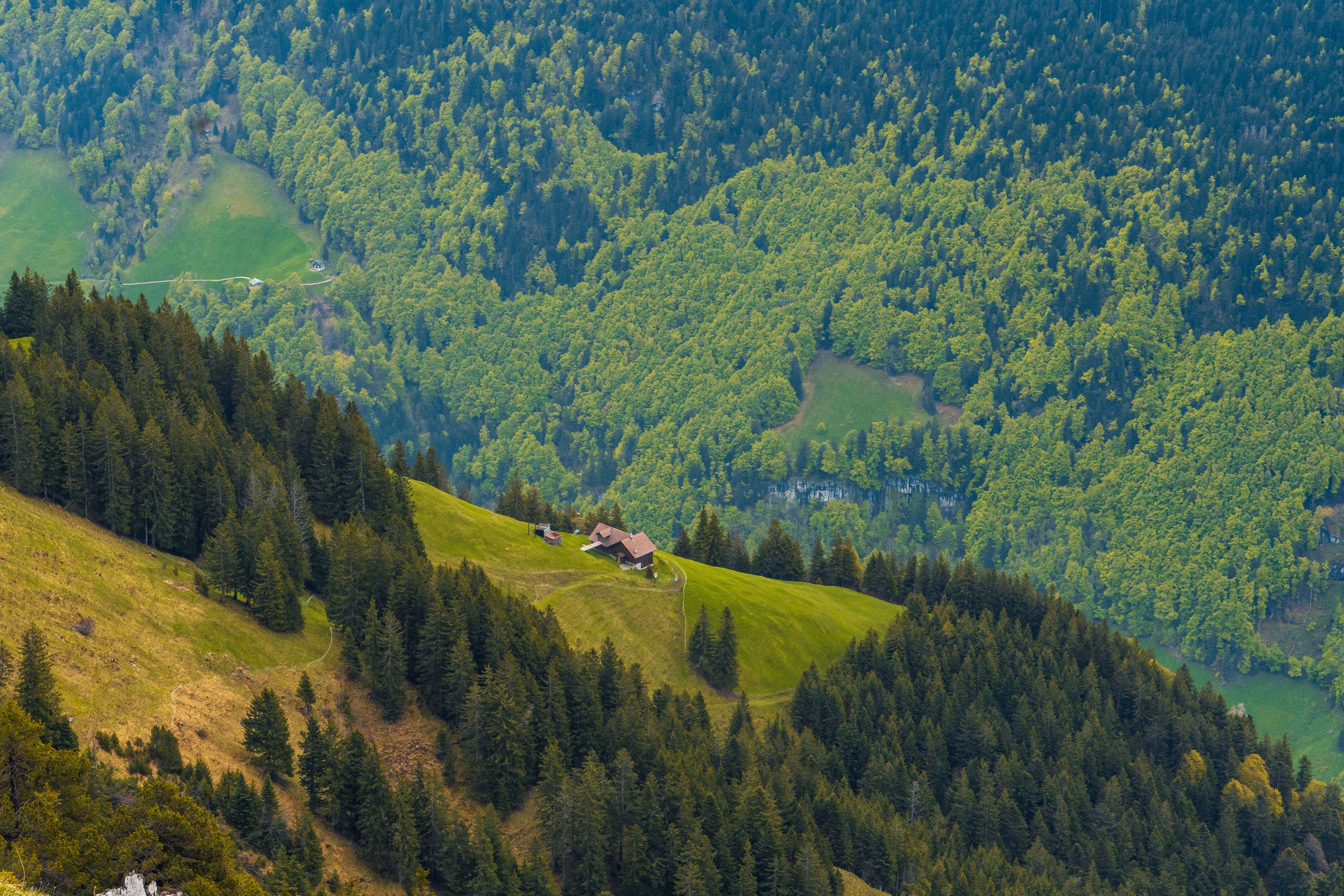 a lush green hillside covered in lots of trees