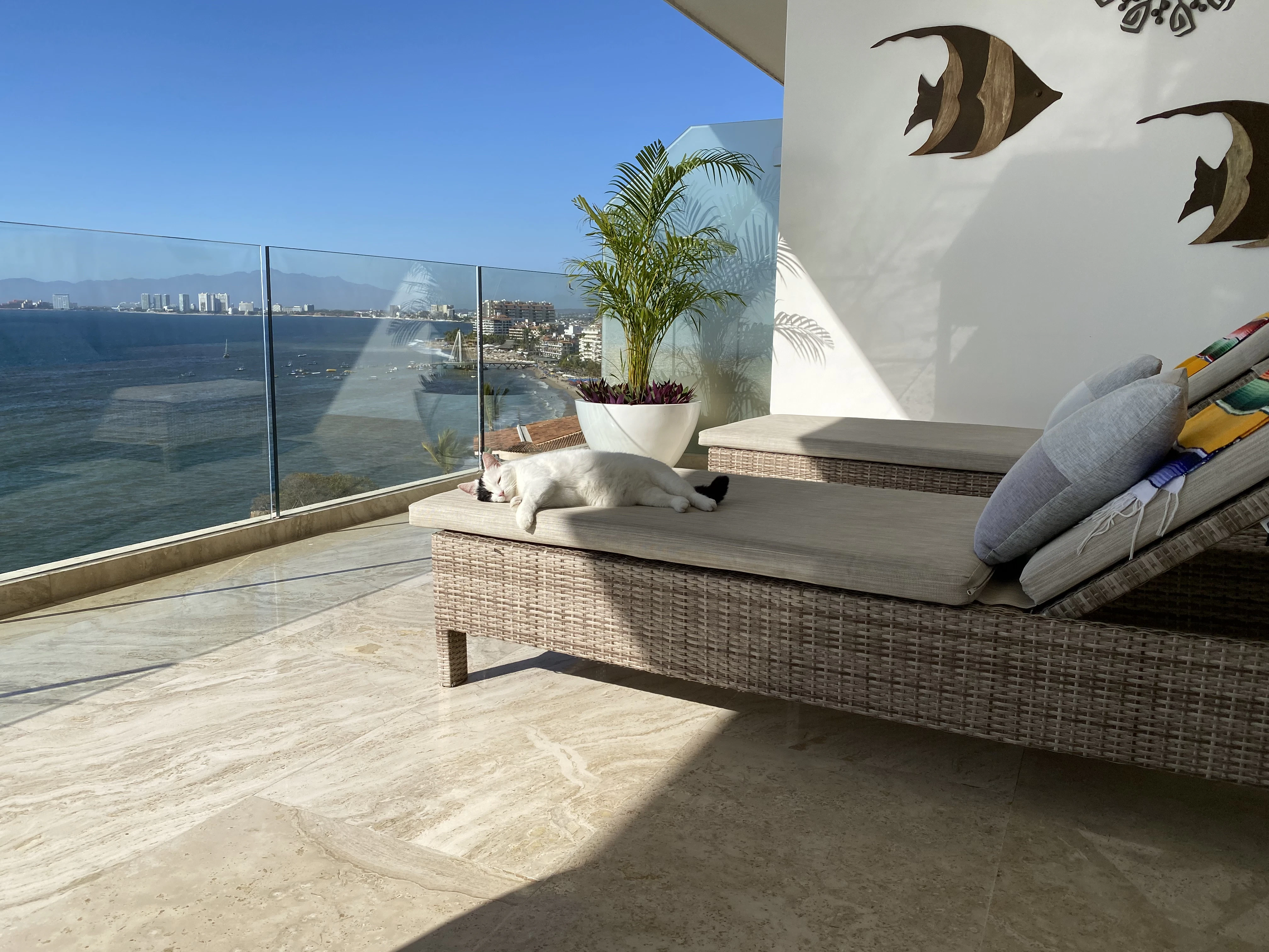 a cat laying on a couch on a balcony