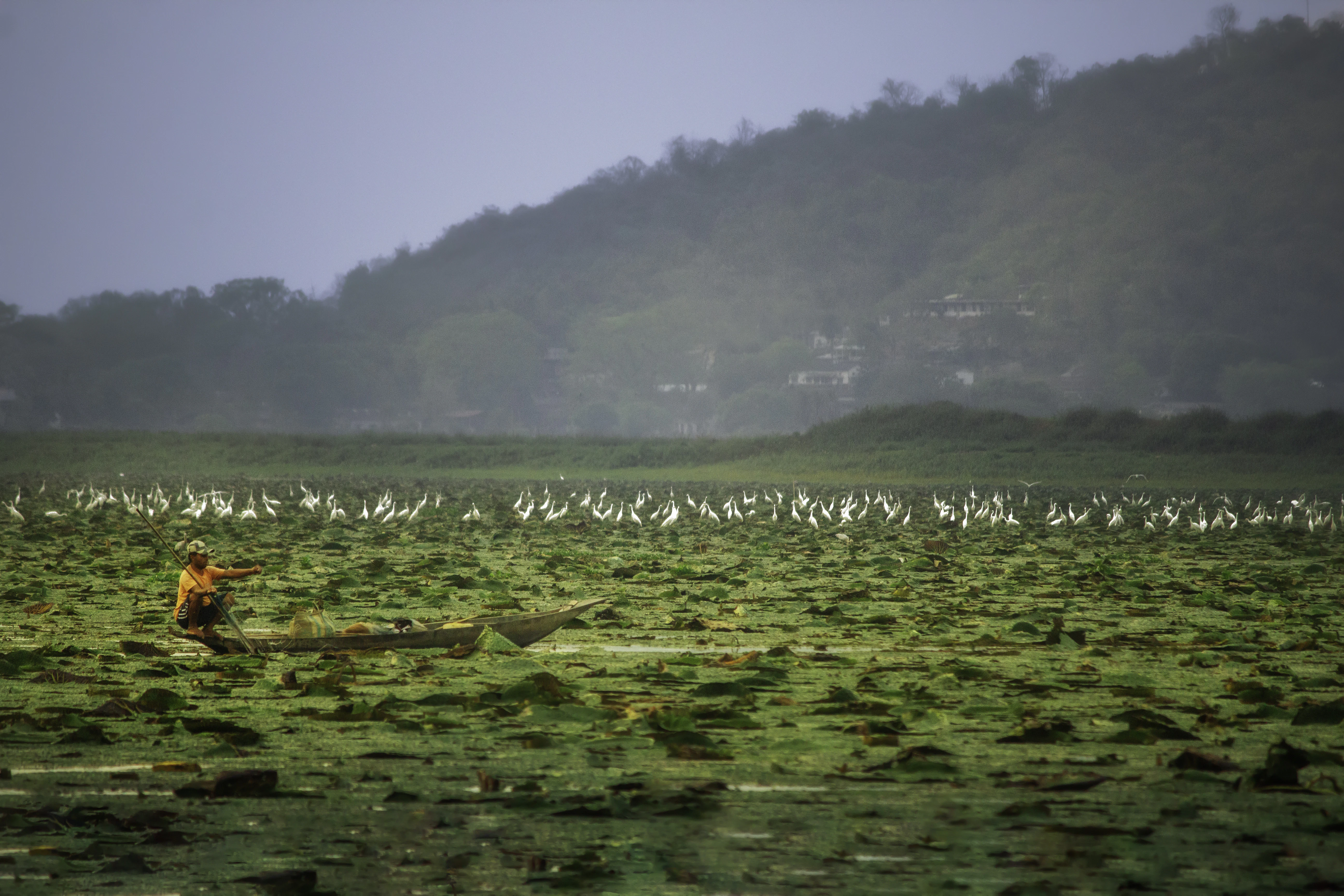 A lone fisherman in a boat navigates a marshy field.