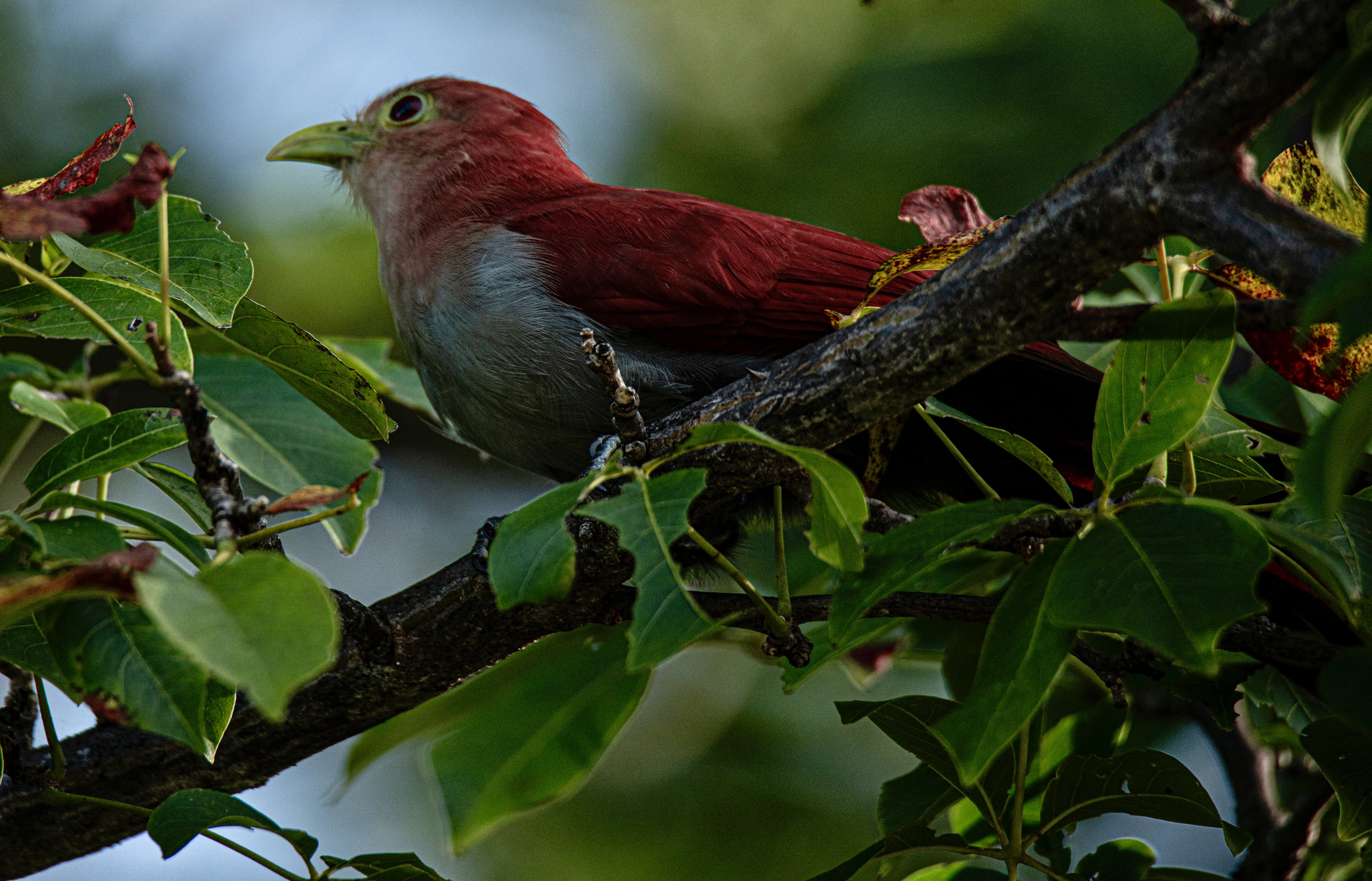 red and white bird on tree branch