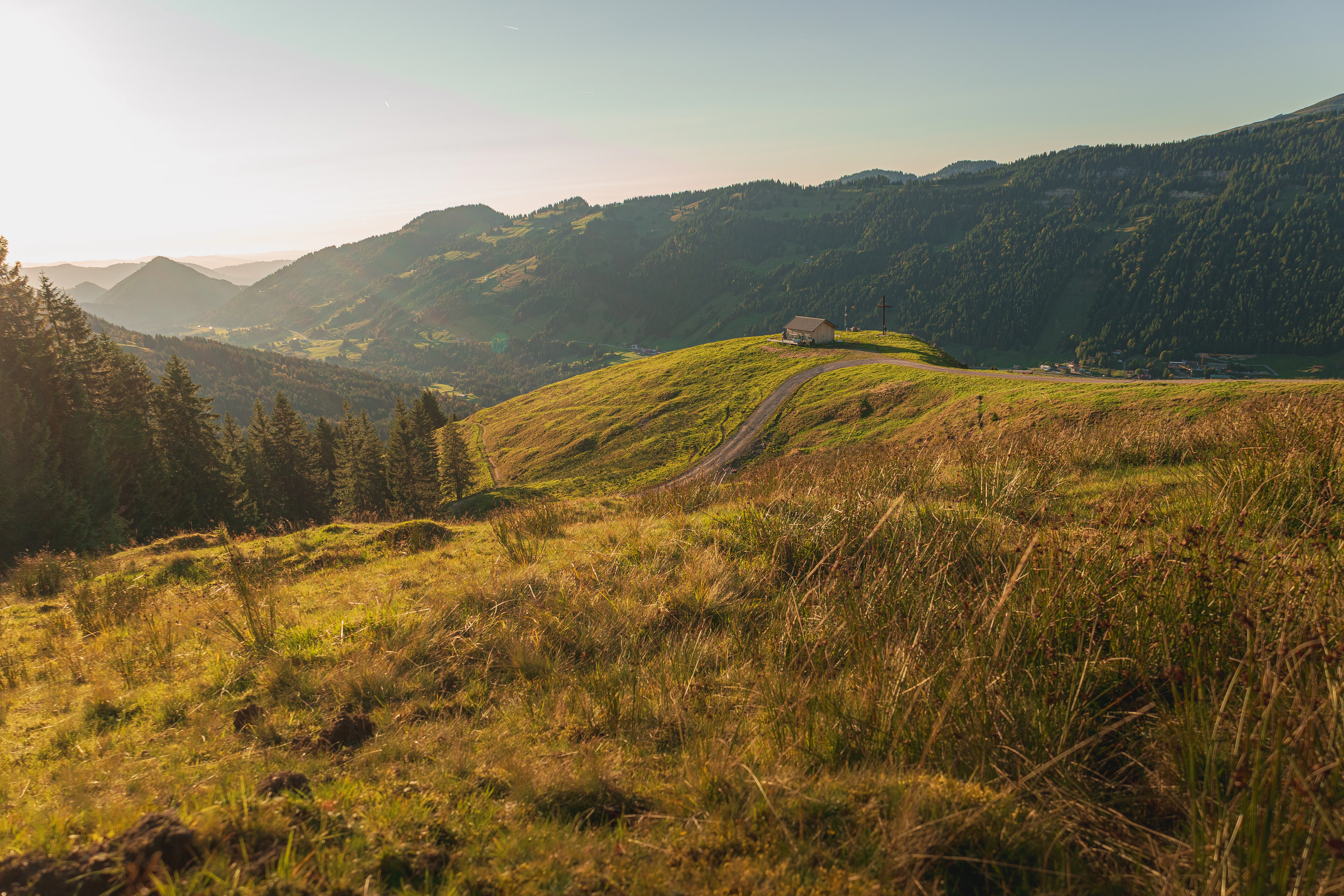 Golden grass field on a sunny day with mountains.