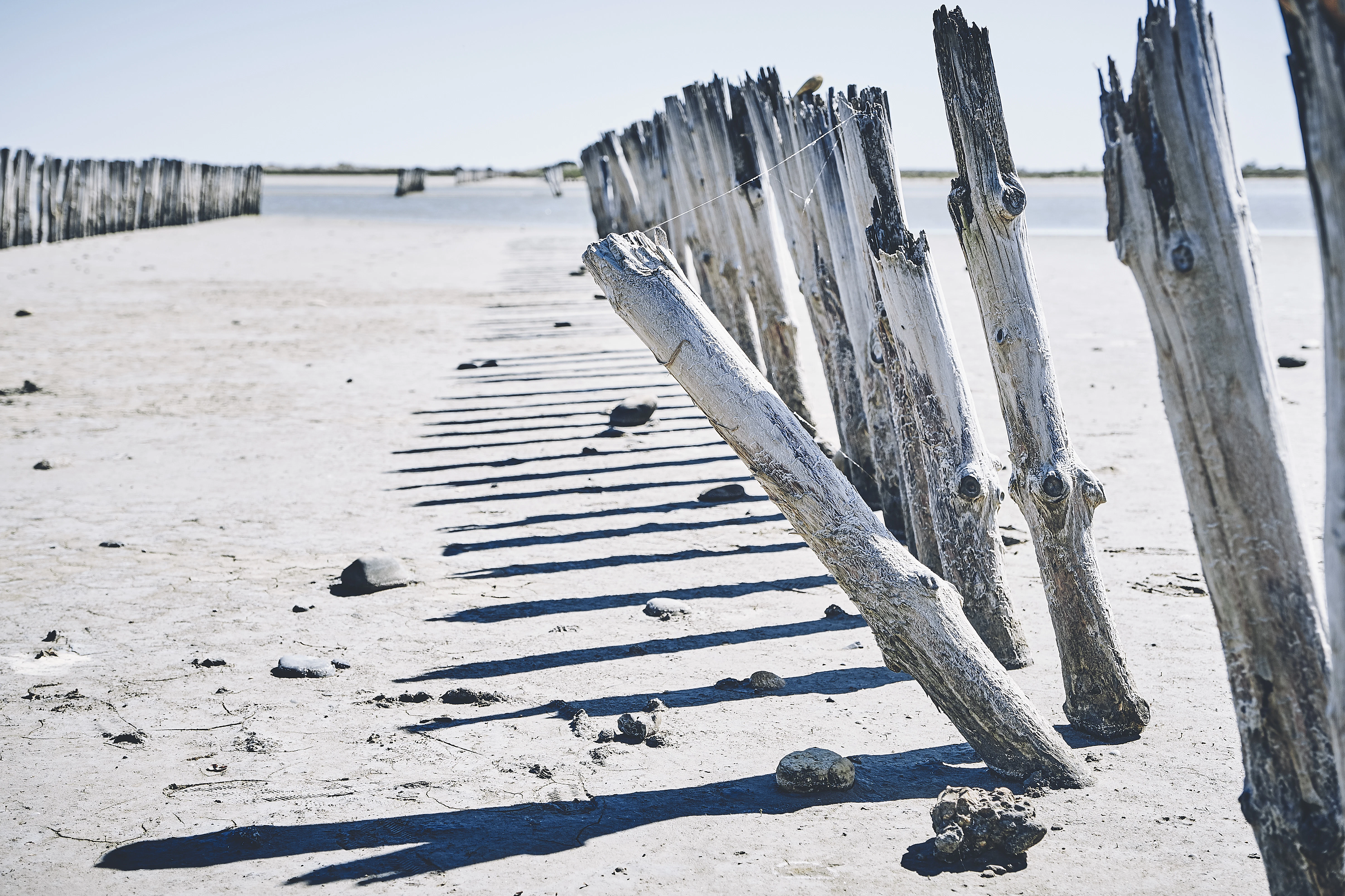 tree logs mounted on sands
