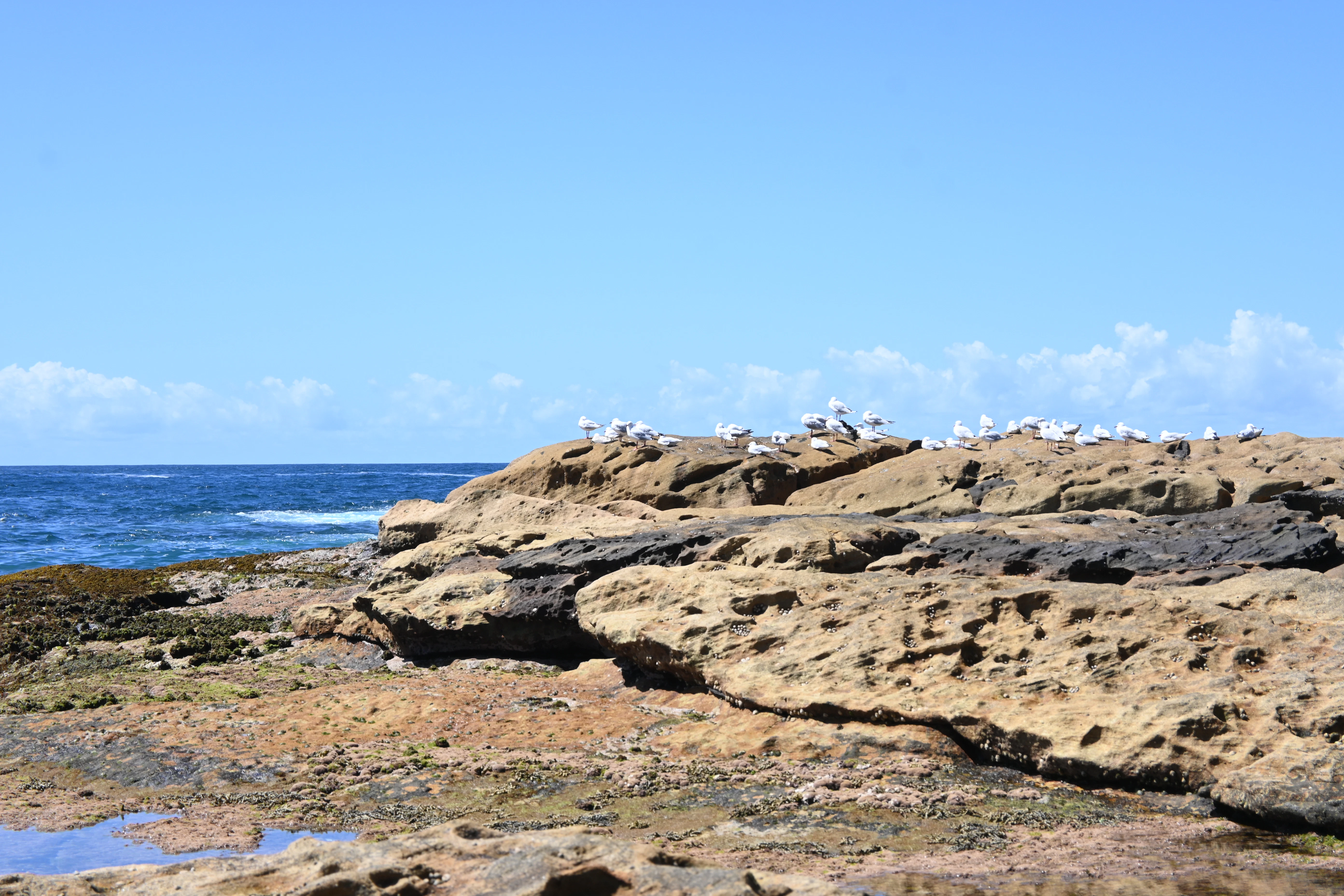 A group of birds sitting on top of rocks near the ocean