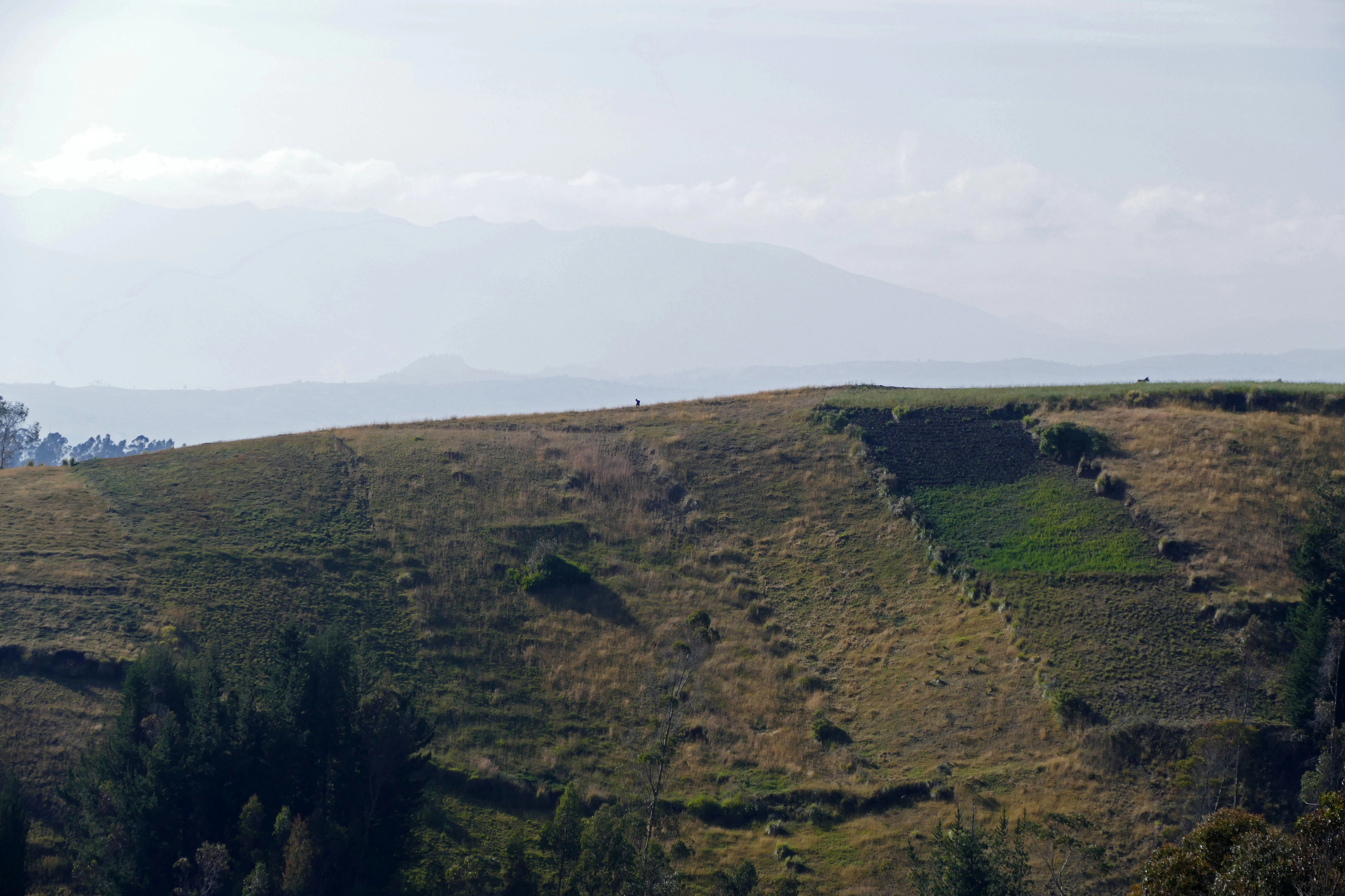a grassy hill with a few trees on top of it