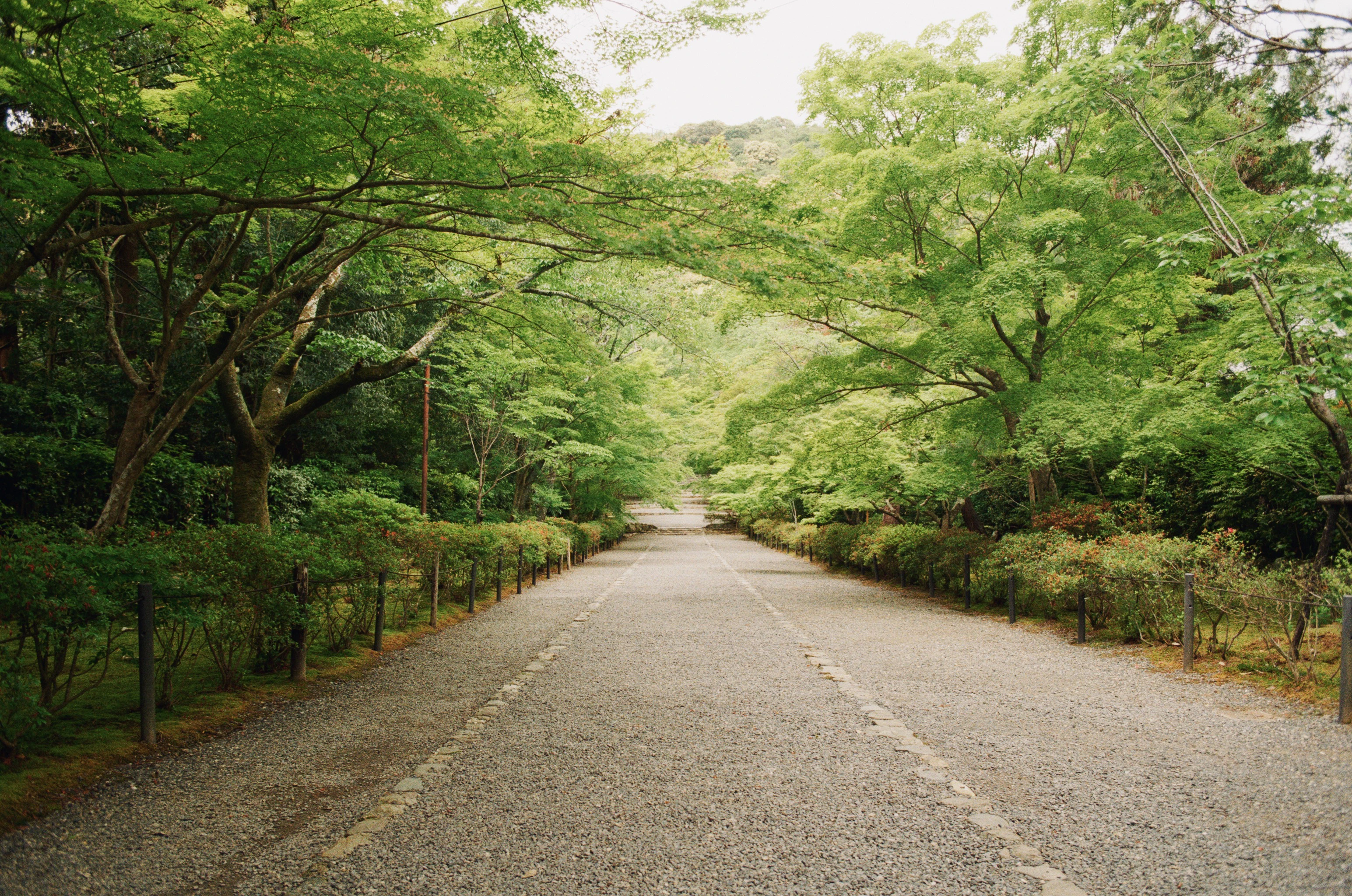 A stone pathway lined with green trees.