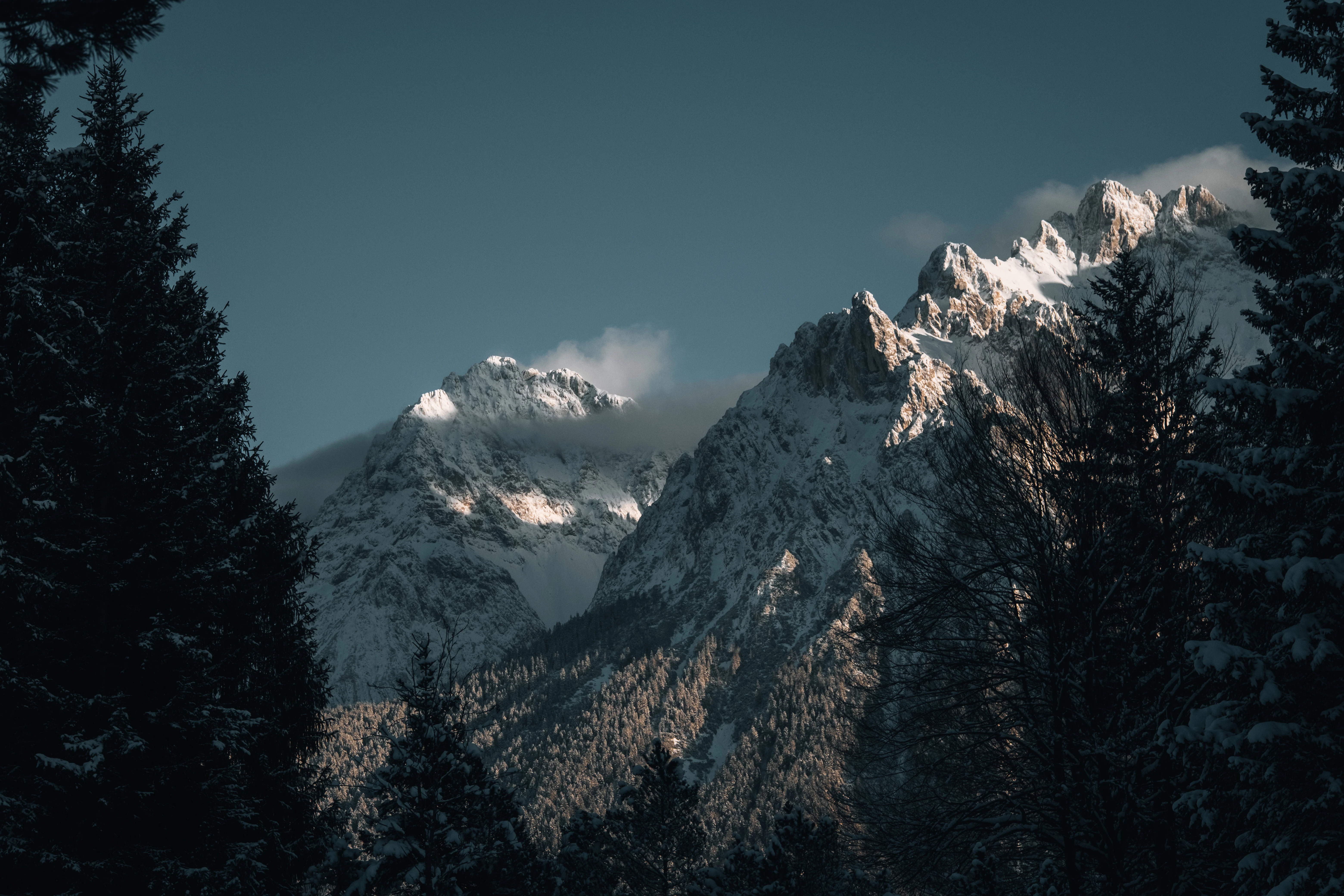 Snow-capped mountains seen through dark pine trees