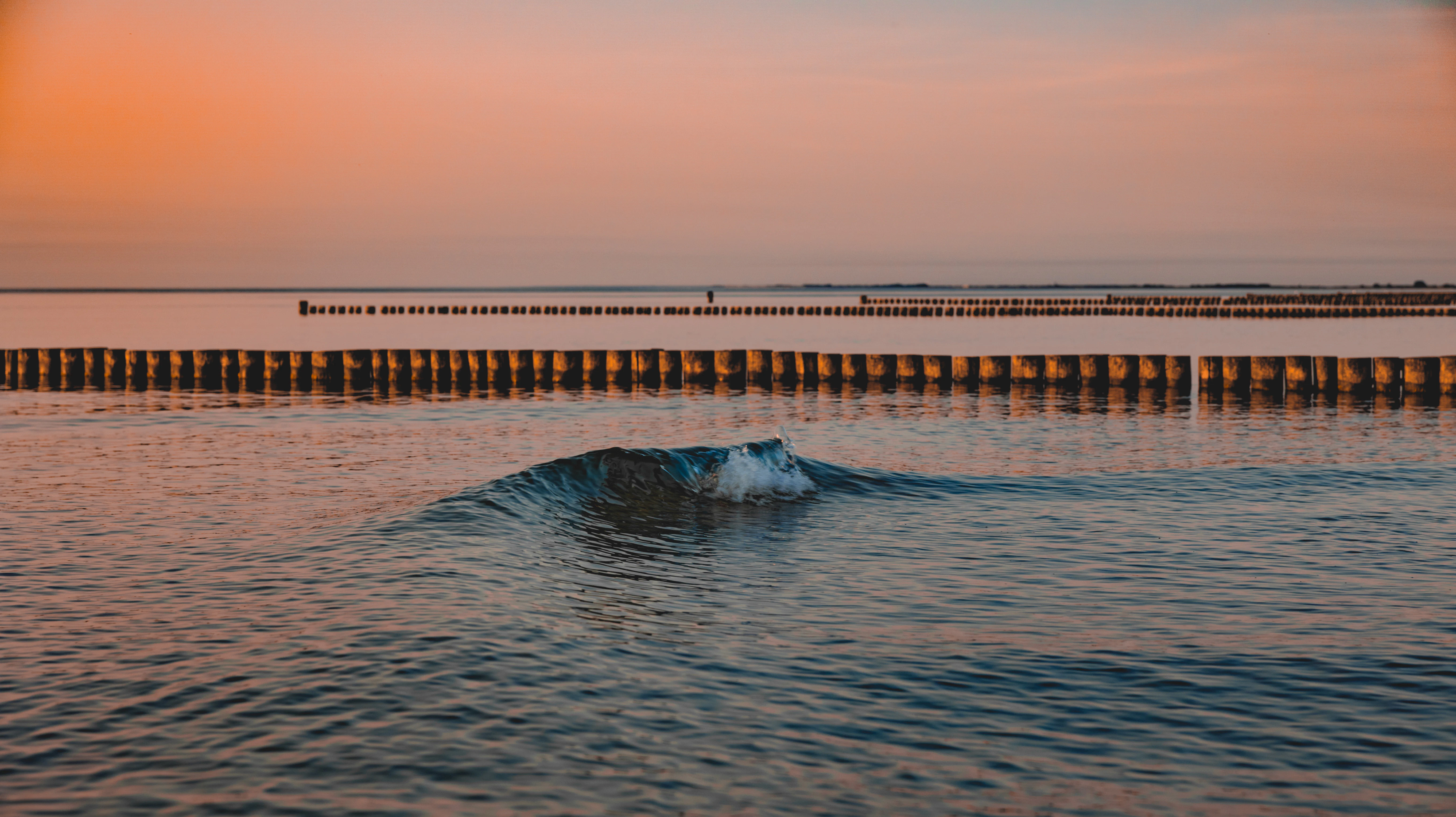 a whale in the water