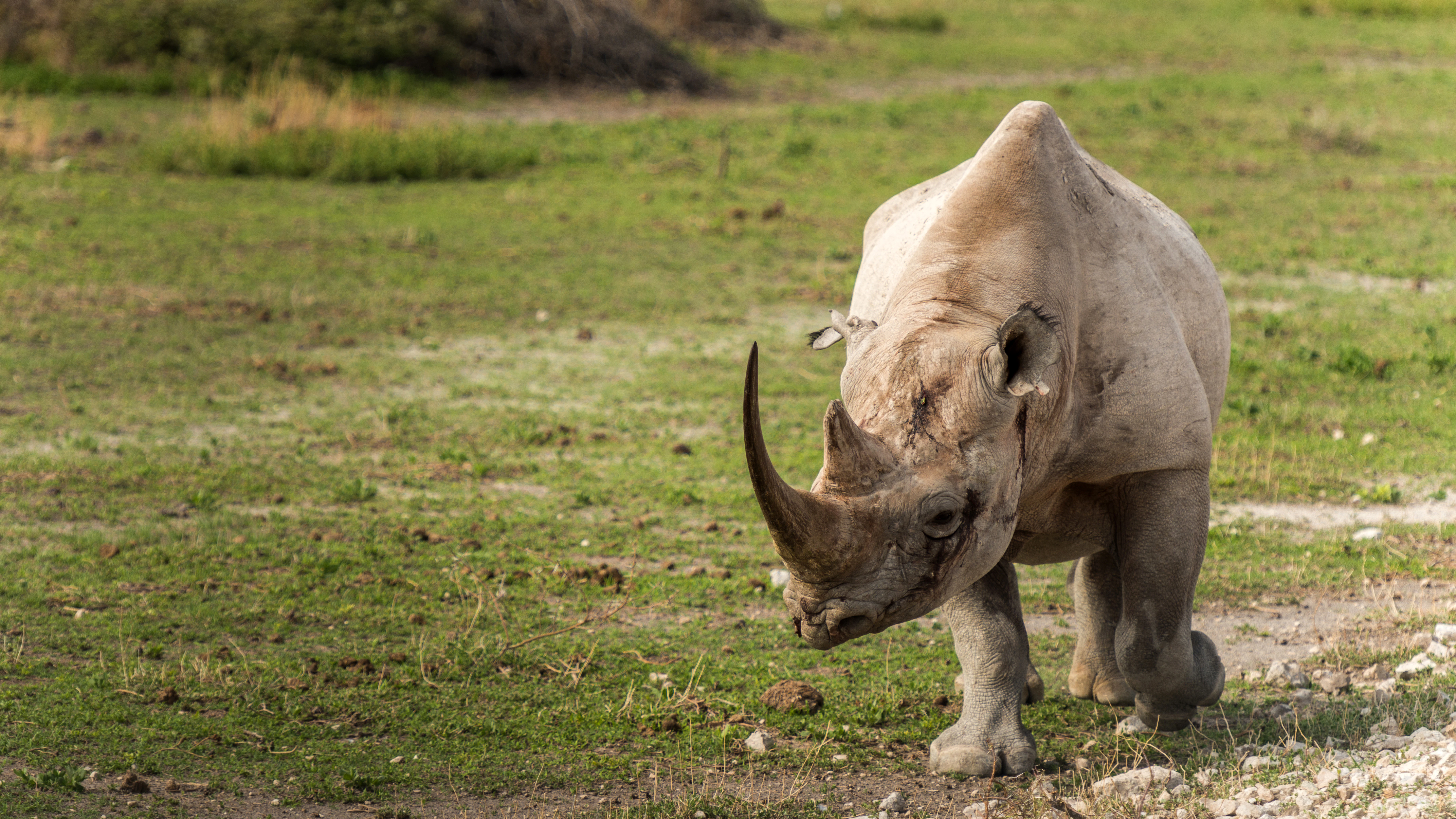 a rhinoceros grazing on grass in a field