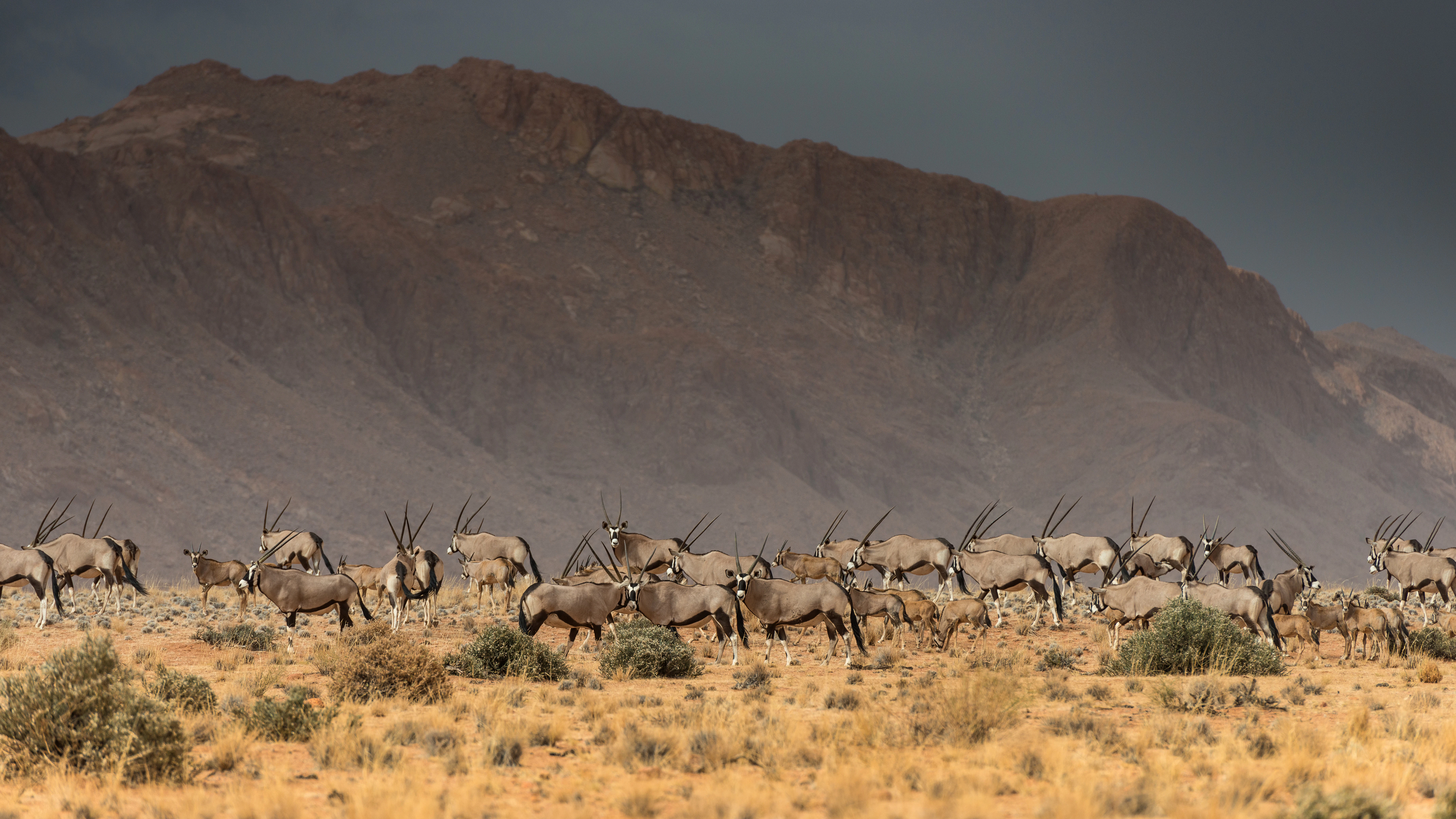 a herd of antelope walking across a dry grass field