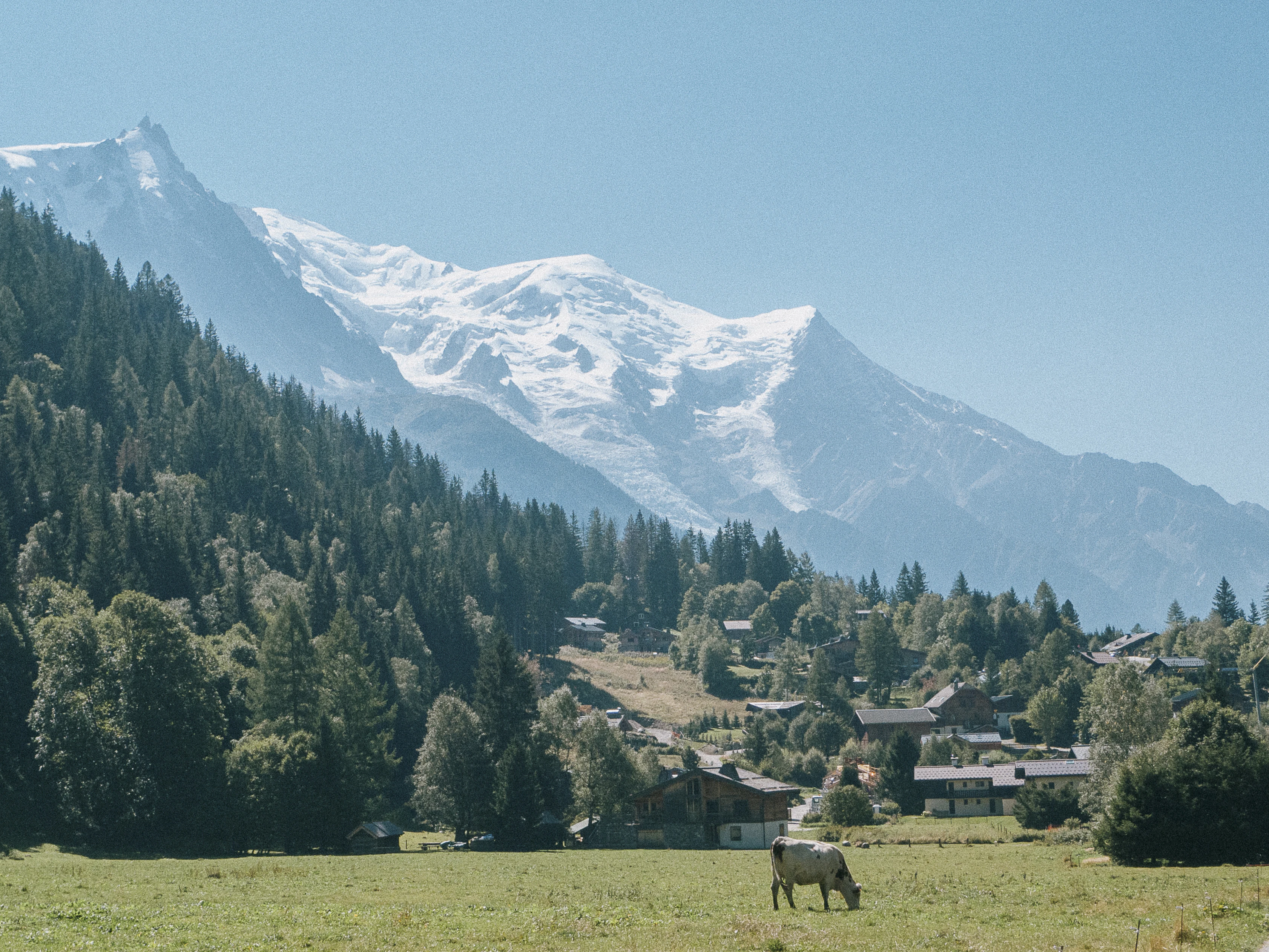 a horse grazing in a field with a mountain in the background