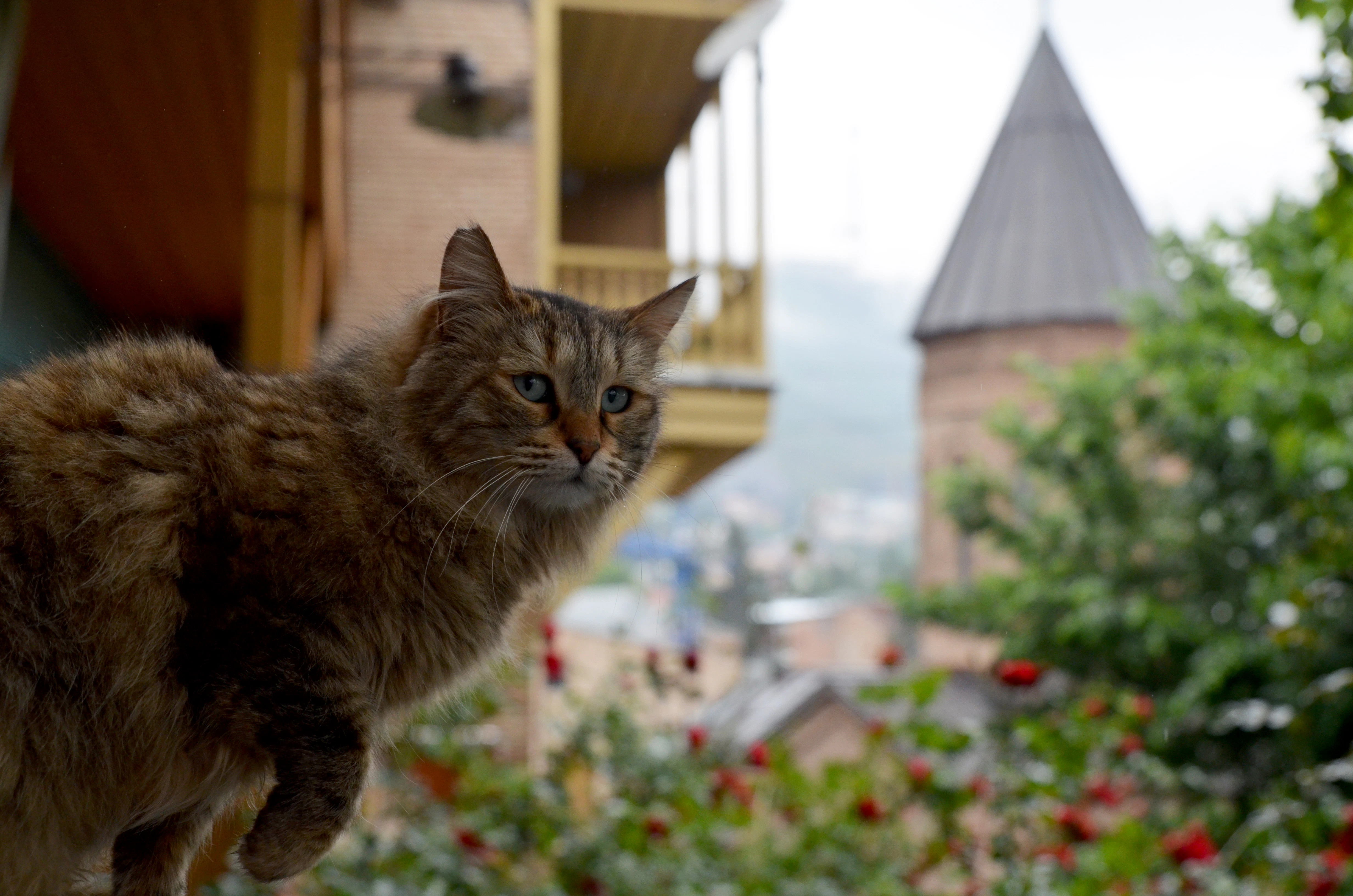 A fluffy cat sits on a wall with roses.