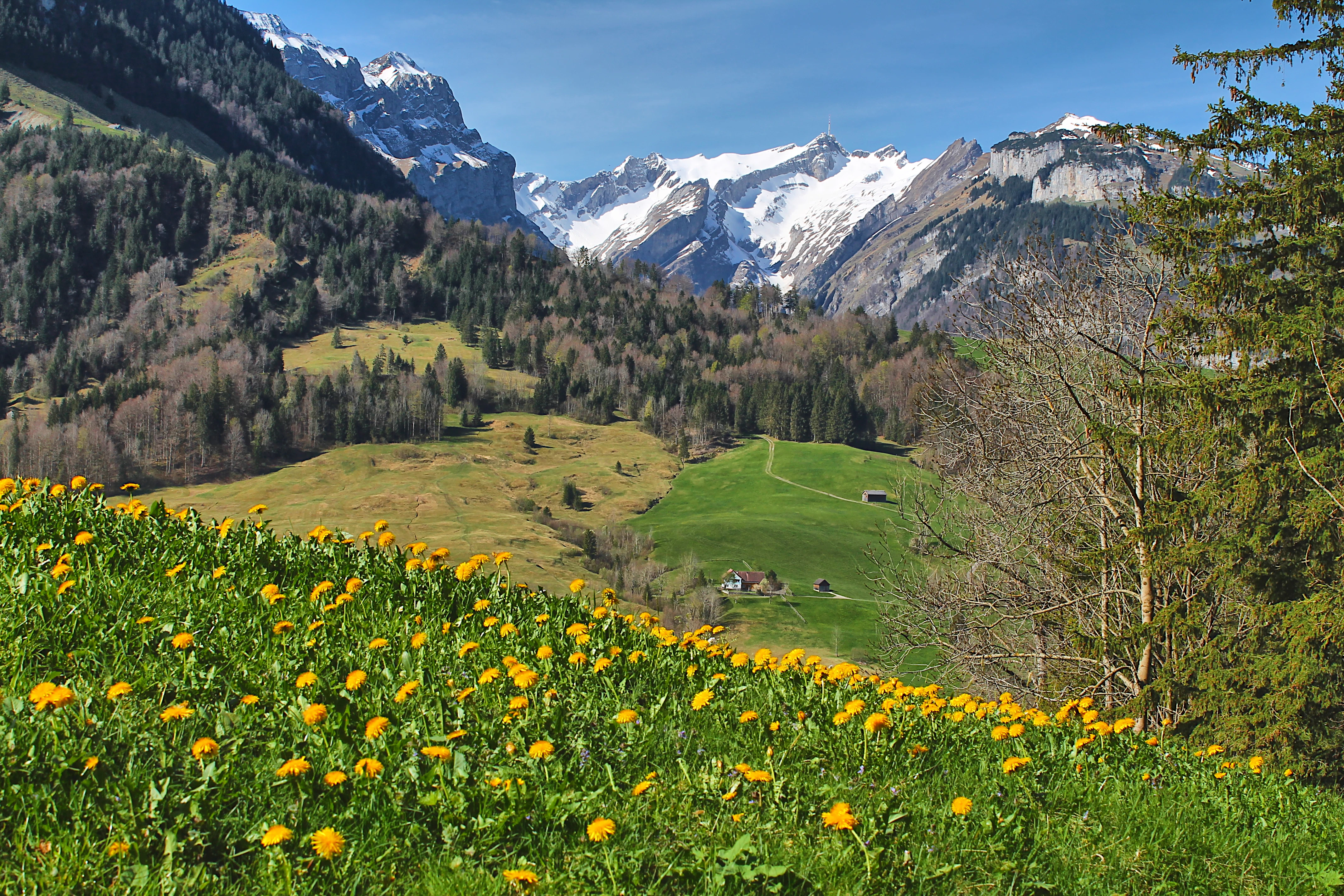 a field with yellow flowers and mountains in the background