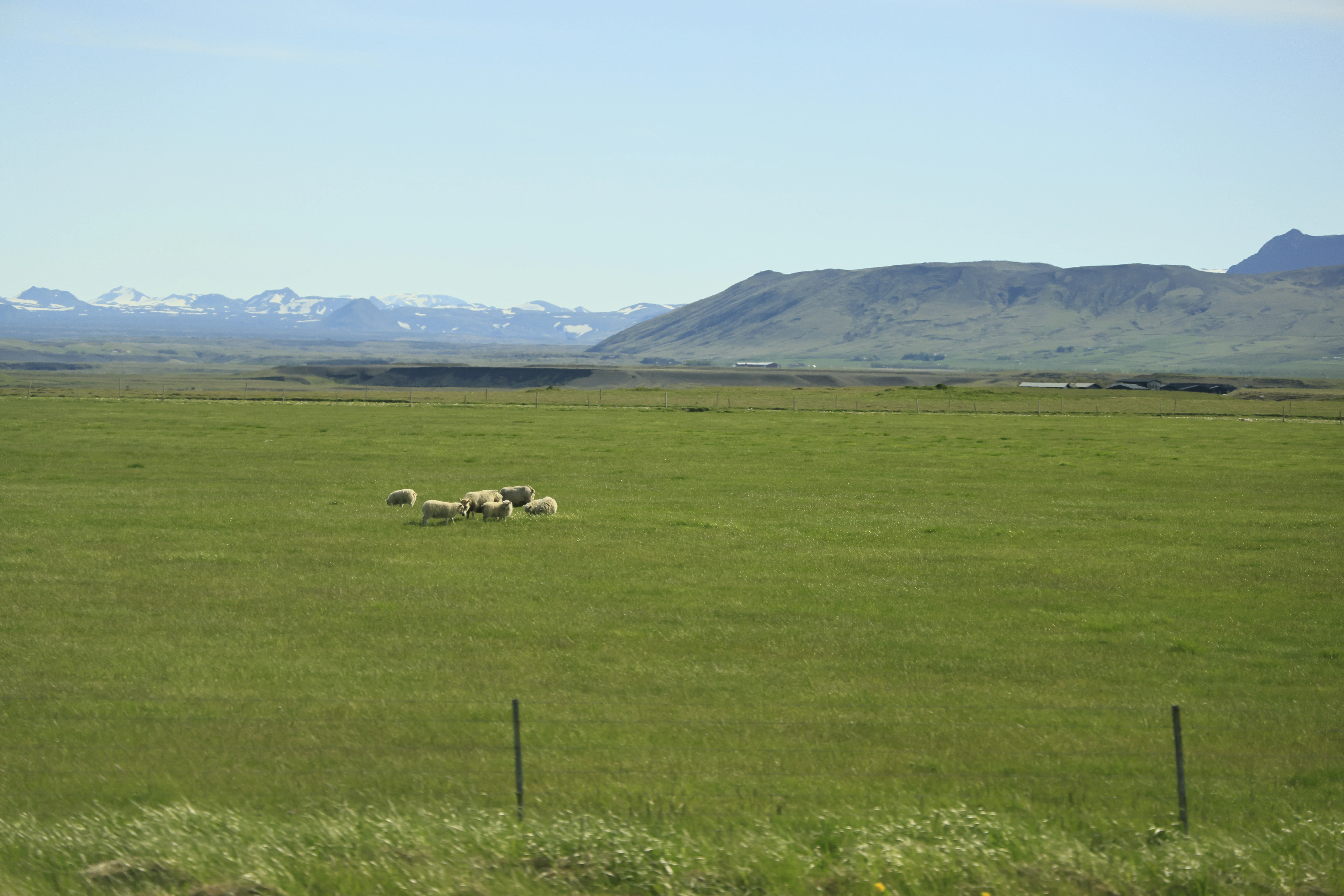 a group of sheep grazing in a field