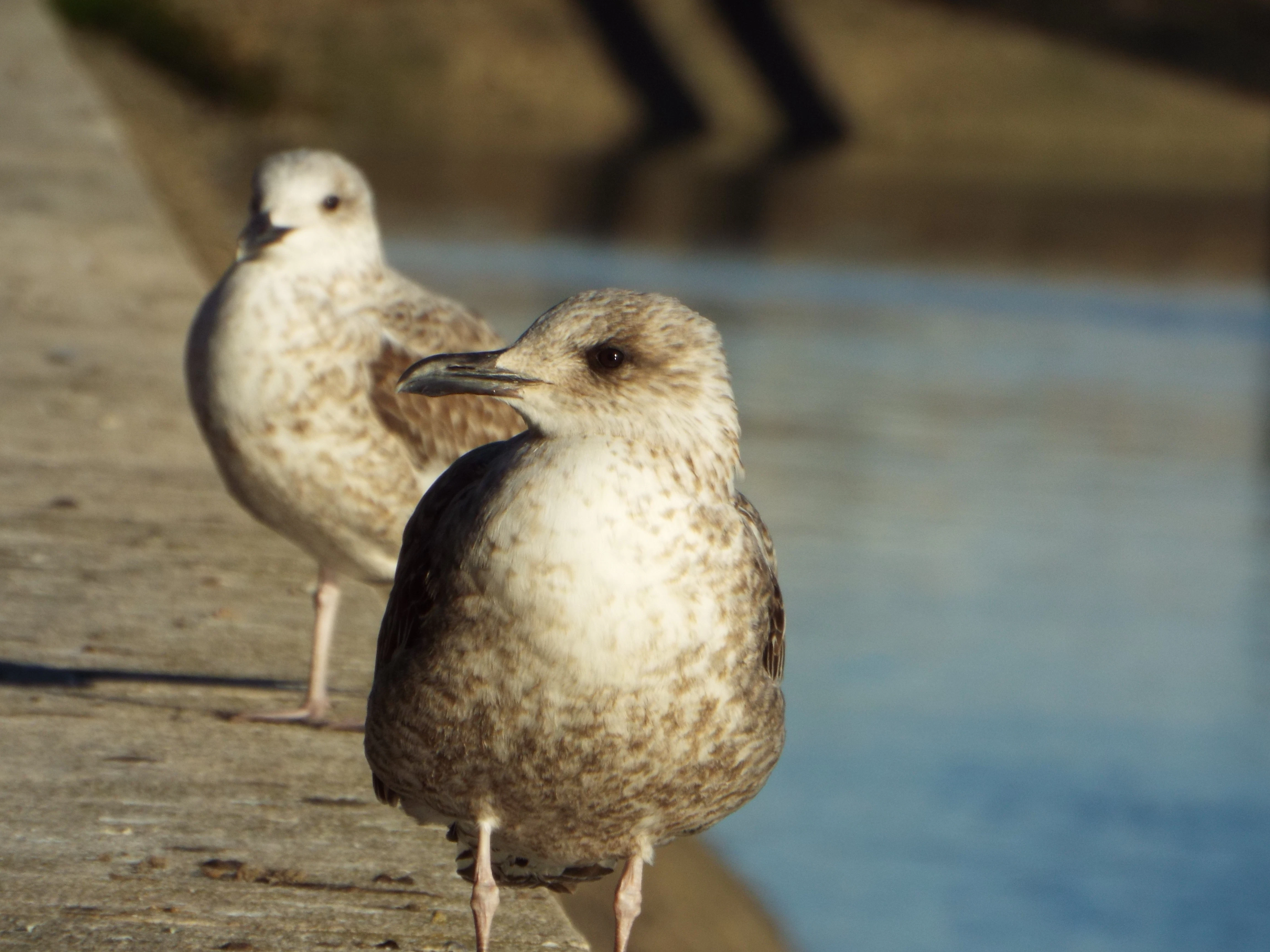 a couple of birds standing next to a body of water