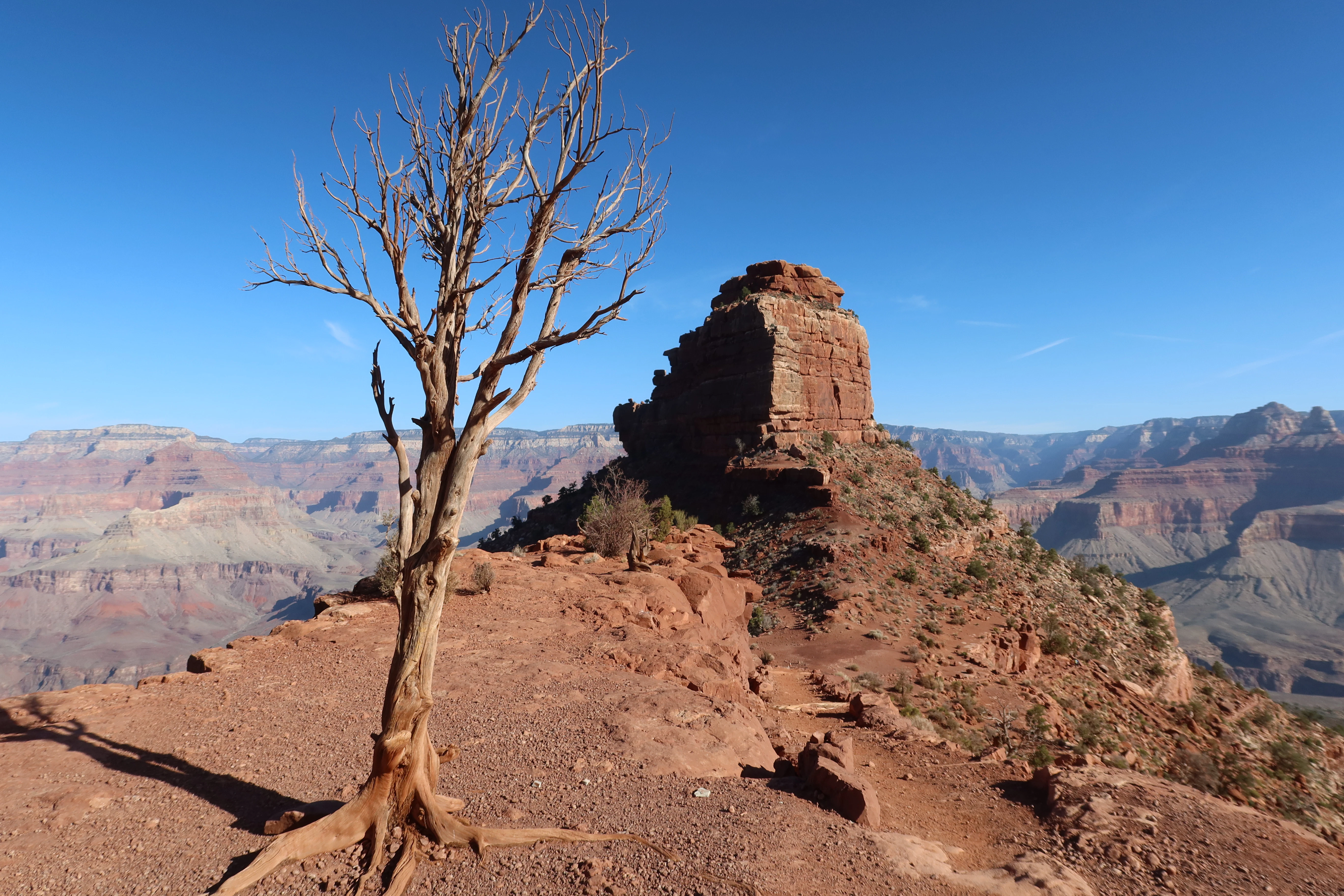A bare tree overlooks the vast grand canyon landscape.