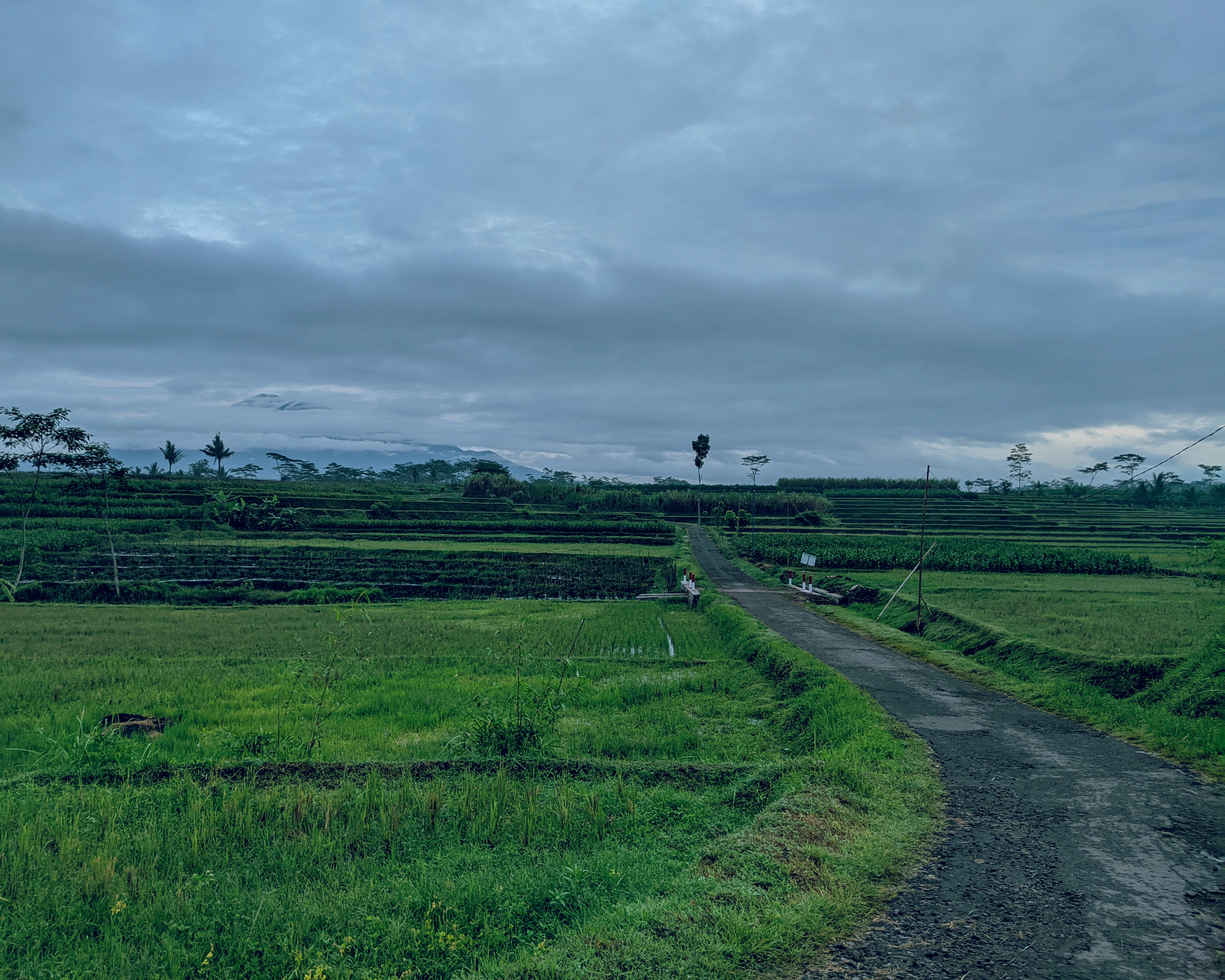 a dirt road through a field