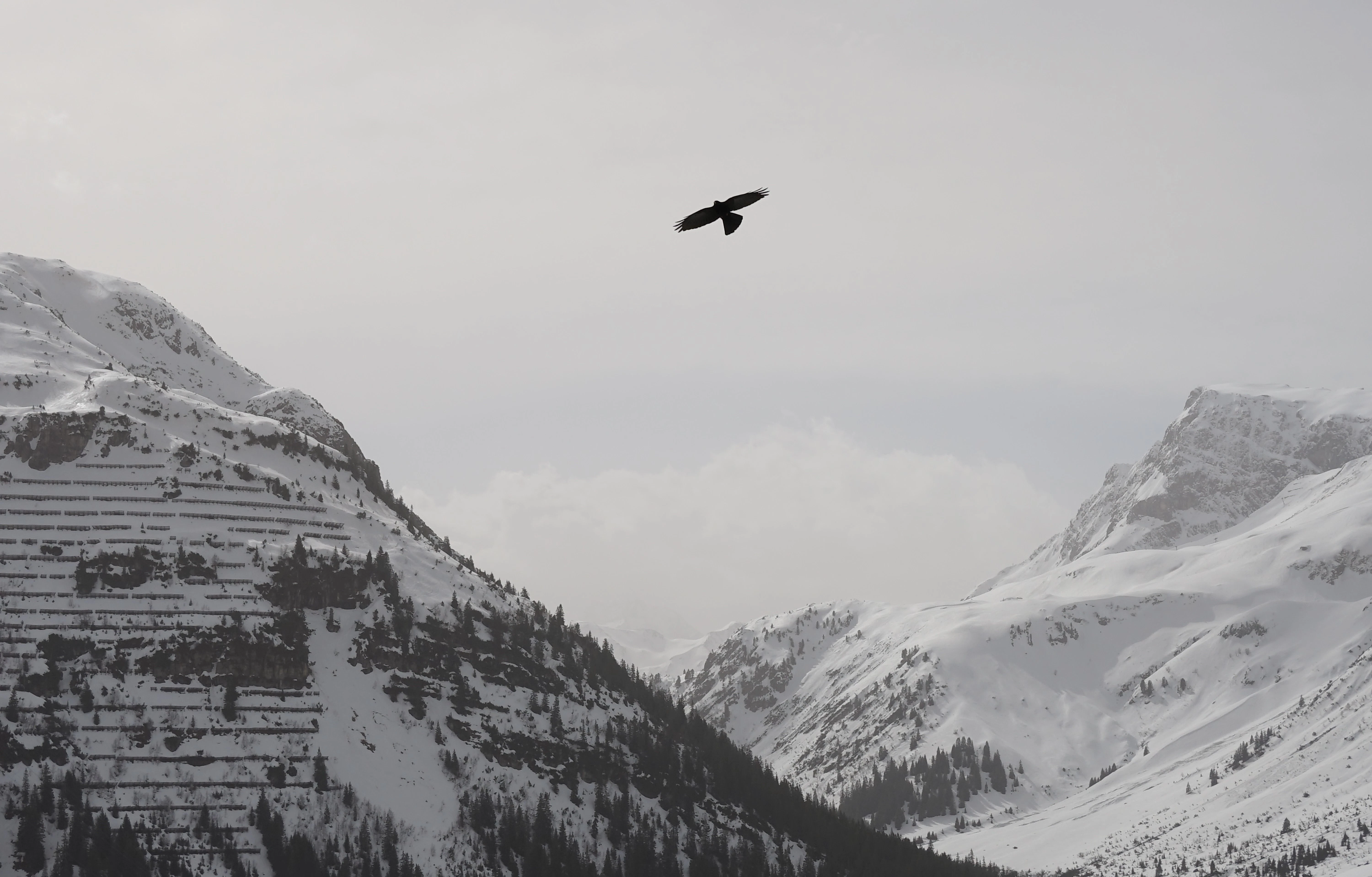 A bird flies over snow-covered mountains.