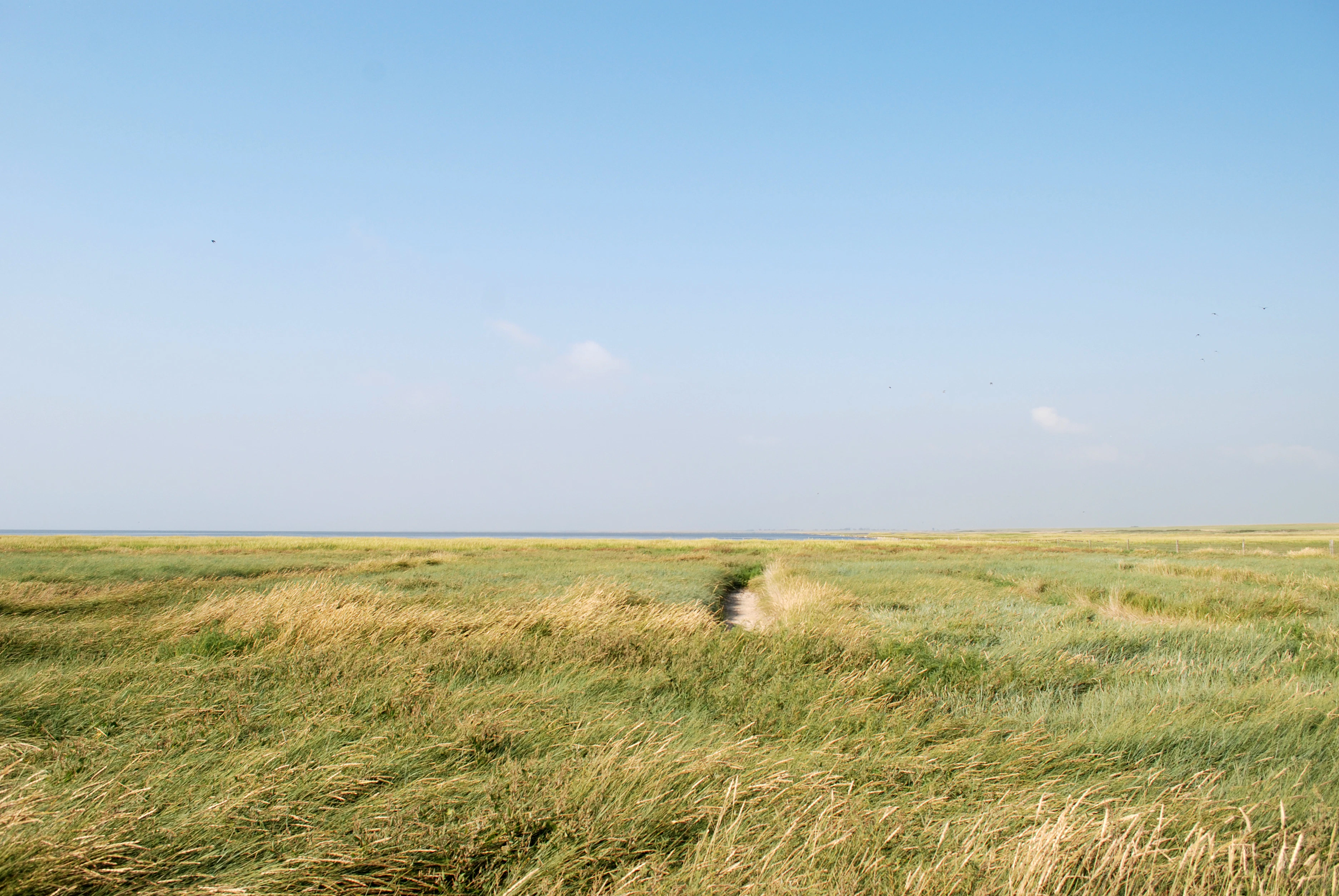 a grassy field with a tree